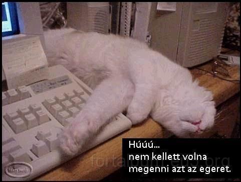 allatok_309.jpg